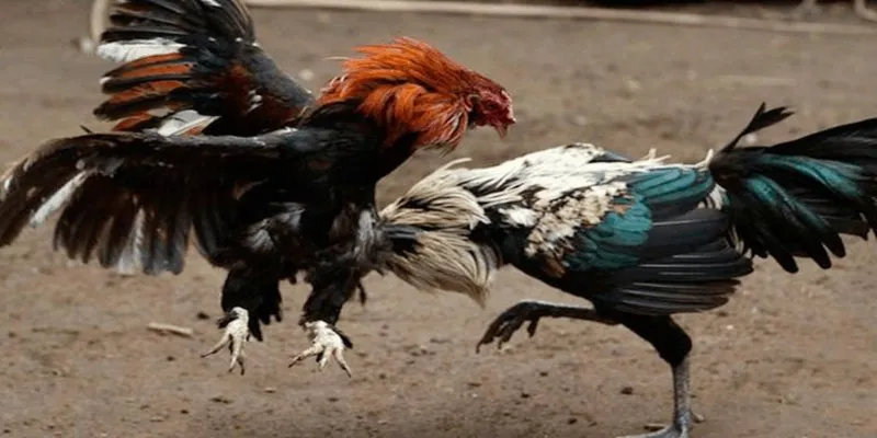Trận chọi gà vô cùng hấp dẫn